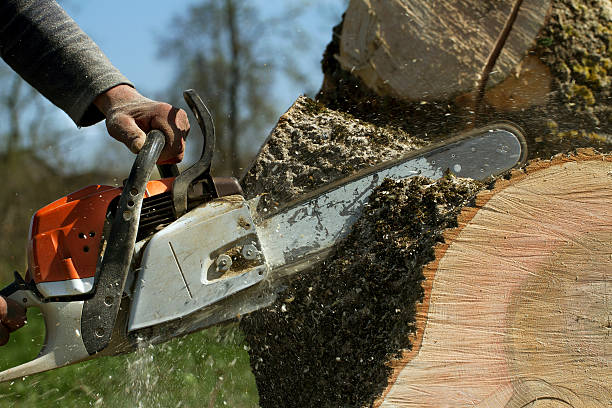 How Our Tree Care Process Works  in  Boaz, WV